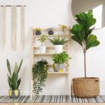 a room with some plants on the floor and a shelf full of potted plants