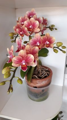 a potted plant with pink flowers sitting on a shelf