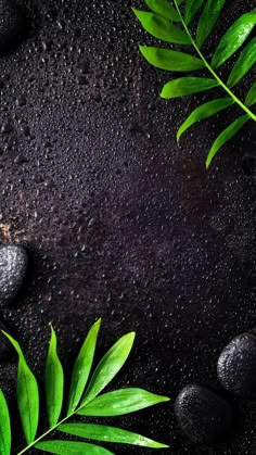 green leaves and black rocks on a dark background with water droplets over the stones, top view