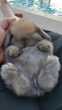 a person is holding a small puppy in their lap next to a swimming pool with it's eyes closed