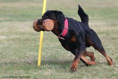 a black and brown dog carrying a frisbee in its mouth while standing next to a yellow pole