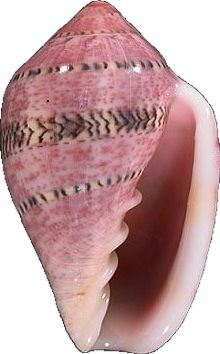 a pink sea shell with black and white lines on it's outer shell, viewed from the side