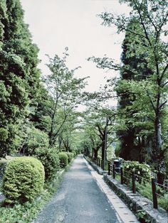 an empty road surrounded by lush green trees and shrubbery in the middle of a park