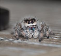 a close up of a spider on the ground with it's eyes wide open