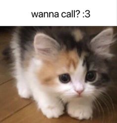 a kitten sitting on top of a wooden floor next to the words wanna call and play robloz 3