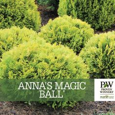 an image of some bushes with the words annie's magic ball