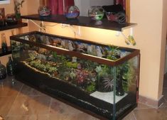 a fish tank filled with lots of plants on top of a wooden table next to a window