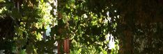 green plants growing on the side of a building