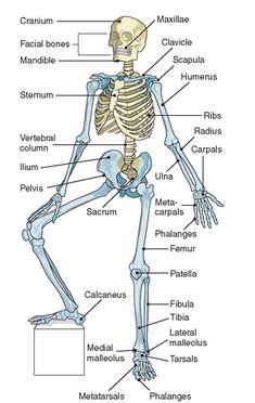 the skeletal skeleton and its major bones are labeled in this diagram, with labels on each side