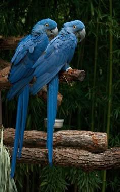 two blue parrots sitting on top of a tree branch in front of bamboo trees