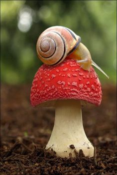 a snail sitting on top of a red mushroom in the dirt with trees in the background