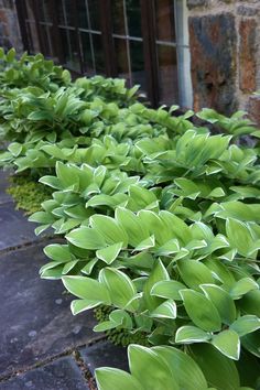 green plants are lined up along the side of a building