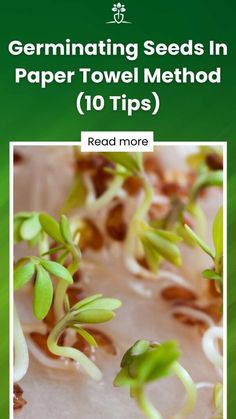 seeding seeds in paper towel method for beginners 10 tips by read more ebook