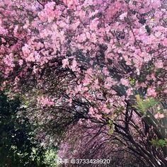 pink flowers are blooming on the trees