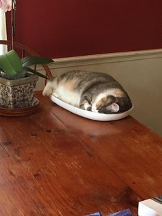 a cat laying on top of a white plate next to a potted plant in a room