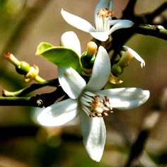 a close up of a flower on a tree branch