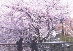 two people walking in the rain with umbrellas under a tree full of pink flowers