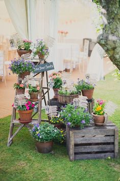 an image of some flowers and plants in pots on the grass with other pictures behind them