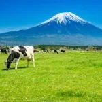 cows grazing in a field with a mountain in the background