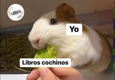 a hamster eating lettuce with the words yo and libros co chinos