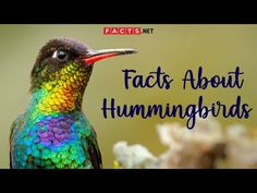 a colorful bird with the words fact about hummingbirds