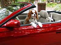 a dog sitting in the driver's seat of a red car