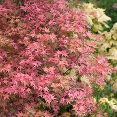 red leaves on a tree in the fall season with other trees and shrubs behind it