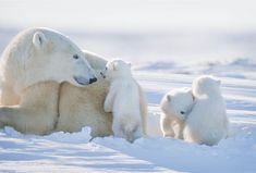 an adult polar bear with two cubs in the snow, one sitting on its back