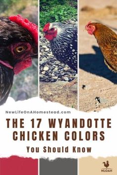 the 17 wyandote chicken colors you should know