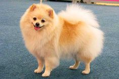 a small dog standing on top of a blue carpet