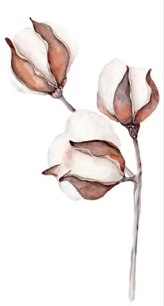 two cotton plants with brown and white leaves