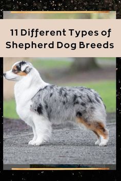 the different types of shepherd dog breeds