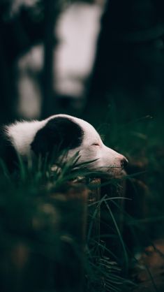 a black and white dog laying on top of a lush green forest filled with trees