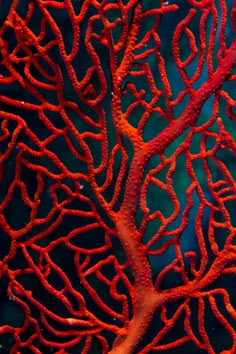 an orange coral is shown in the water