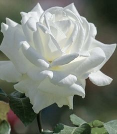 a white rose with green leaves in the foreground