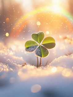 a four leaf clover sprouts out of the snow in front of a rainbow