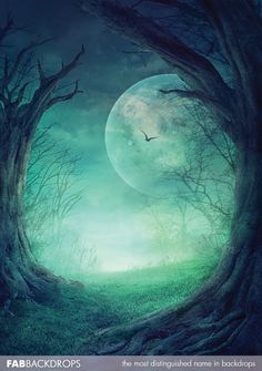 an image of a forest scene with the moon in the sky and trees on the ground