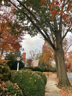 a tree with leaves on it next to a sidewalk