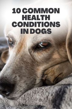 a dog laying on top of a blanket with the words 10 common health conditions in dogs