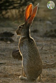 a brown rabbit sitting on top of a dirt field