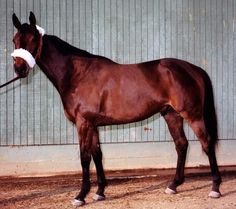 a brown horse standing in front of a green wall with a white bridle on it's head