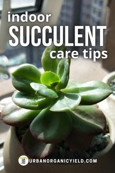 an indoor succulent plant with the words indoor succulent care tips on it