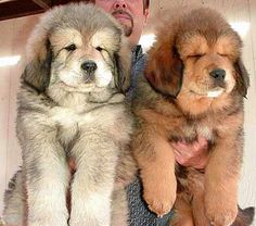 a man is holding two puppies in his arms while he looks at the camera