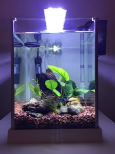 an aquarium with plants and rocks in it