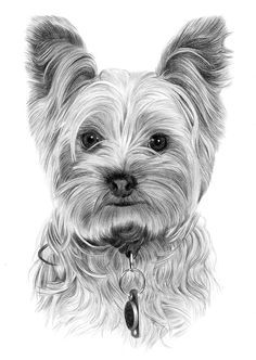 a black and white drawing of a small dog