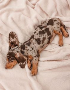 a brown and black dog laying on top of a white blanket