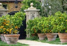 several orange trees in large clay planters