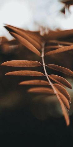 a close up view of some brown leaves