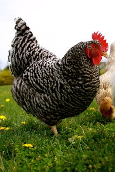 two chickens walking in the grass near each other