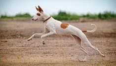 a white and brown dog running across a dirt field